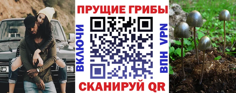 Галлюциногенные грибы Cubensis Теберда